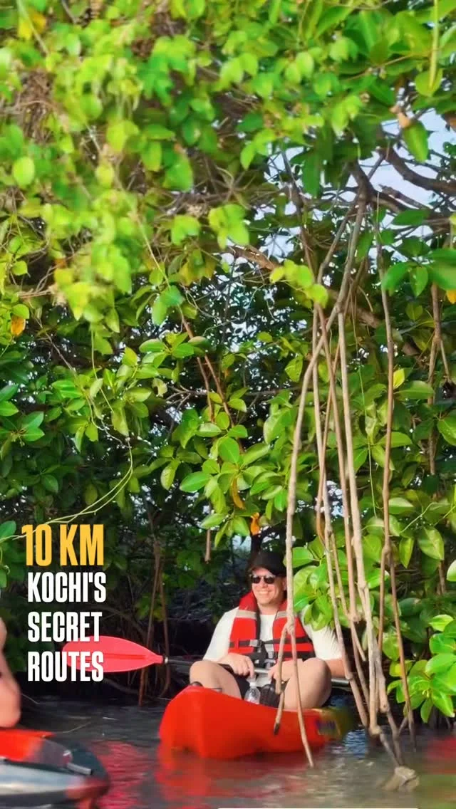 Mangrove tunnel kayaking secret routes